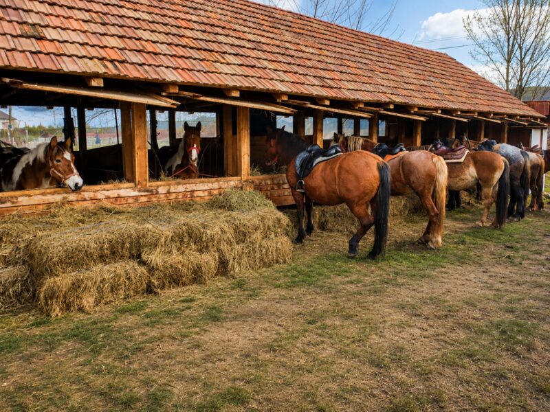 Vacanță La Țară În România